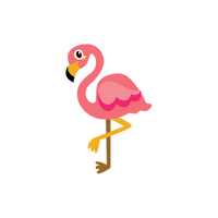 Lesser Flamingo