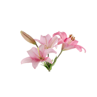 Lily | Plants and Their Names