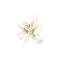 Lily | Flowers Names in English