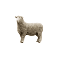 Lincoln sheep | Types of Sheep Breeds with Names