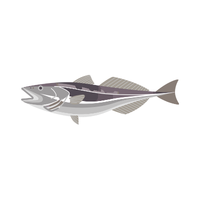 Lingcod