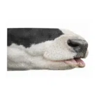 Lip 