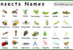 List of Insects with Names and their Pictures