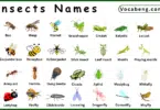 List of Insects with Names and their Pictures