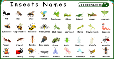 List of Insects with Names and their Pictures