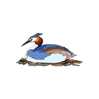 Little Grebe | Water Birds Names