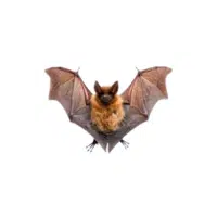Little brown bat | Types of Bats Breeds with Names