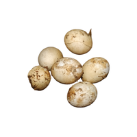 Lizard egg