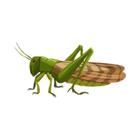 Locust | Insects with Names