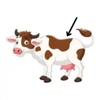 Loin 