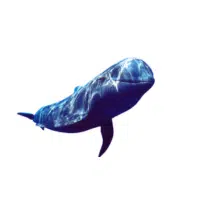 Long Whale | Types of Whales with Names in English