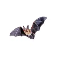Long-eared bat | Types of Bats Breeds with Names