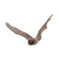 Long-winged bat