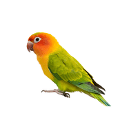Lovebird | Flying Birds Names
