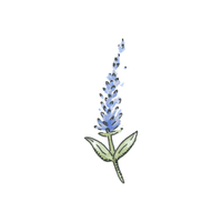 Lupine