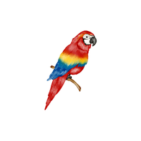 Macaw | Flying Birds Names