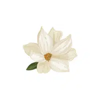 Magnolia | Plants and Their Names
