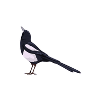 Magpie | Flying Birds Names