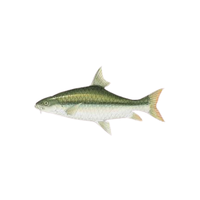 Mahseer | Types of Fish with Names in English