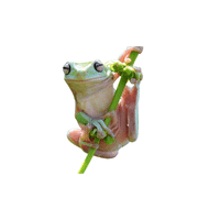 Malayan Flying Frog