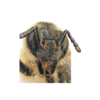 Mandibles | Parts of Bee