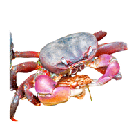 Mangrove Crab | Types of Crabs with Names in English