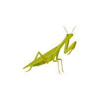 Mantis | Insects with Names