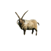 Manx Loaghtan sheep