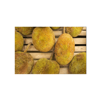 Marang Fruit (green skin)