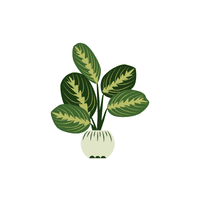 Maranta