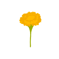 Marigold | Plants and Their Names