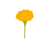 Marigold | Plants and Their Names