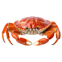 Market Crab