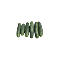 Marketmore Cucumber