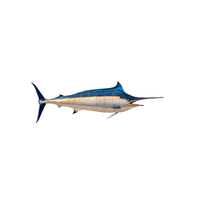 Marlin | Types of Fish with Names in English