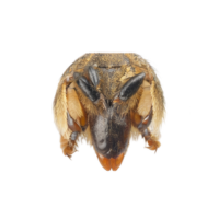 Maxillae | Parts of Bee