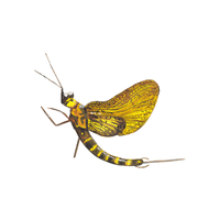 Mayfly | Insects with Names