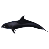 Melon Whale