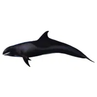 Melon Whale