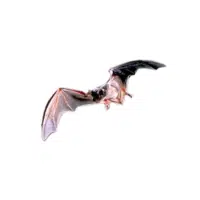 Mexican free-tailed bat | Types of Bats Breeds with Names