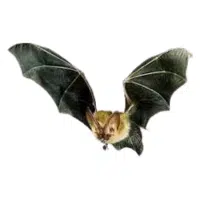 Microbat | Types of Bats Breeds with Names
