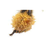 Midlegs | Parts of Bee