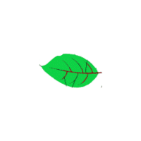 Midrib | Parts of Flowers with Names
