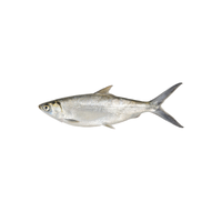 Milkfish | Types of Fish with Names in English