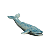 Mini Whale | Types of Whales with Names in English