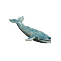Mini Whale | Types of Whales with Names in English