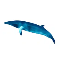 Minke Whale