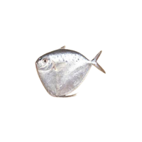 Moonfish | Types of Fish with Names in English