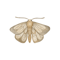 Moth | Insects with Names