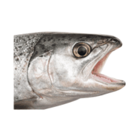 Mouth | Parts of Fish